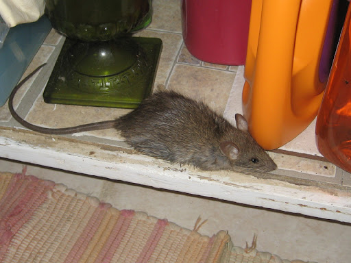 Rat infestation in home - Professional rodent control services